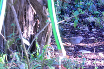 313neals_093rufouscrownedsparrow.jpg