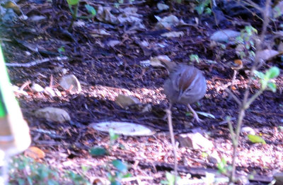 313neals_096rufouscrownedsparrow.jpg