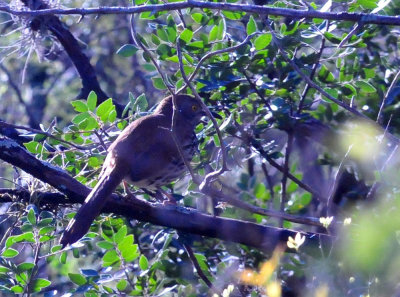 313neals_118longbilledthrasher.jpg