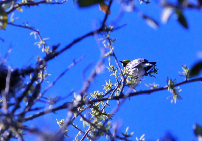 313neals_151goldencheekedwarbler.jpg