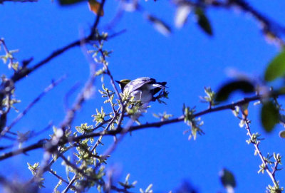 313neals_152goldencheekedwarbler.jpg