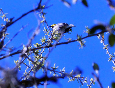 313neals_160goldencheekedwarbler.jpg