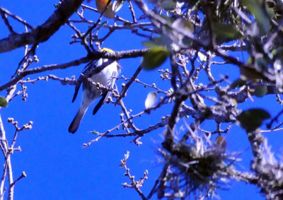 313neals_167goldencheekedwarbler.jpg