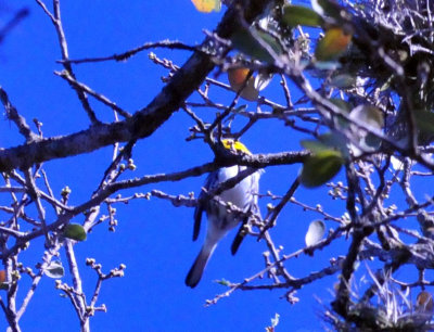 313neals_170goldencheekedwarbler.jpg