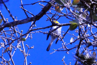 313neals_172goldencheekedwarbler.jpg