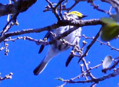 313neals_175goldencheekedwarbler.jpg