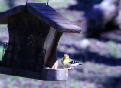 313neals_228americangoldfinch.jpg