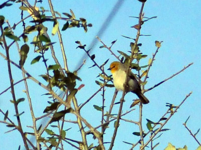314cooks_014verdin.jpg