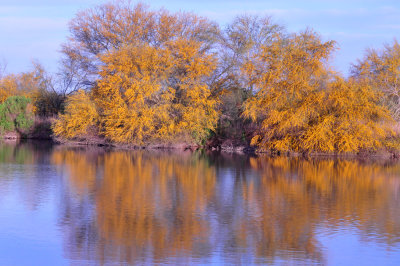 314cooks_020huisache.jpg