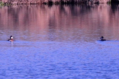 314cooks_029ruddy_ducks.jpg
