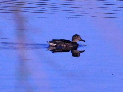 314cooks_033gadwall.jpg