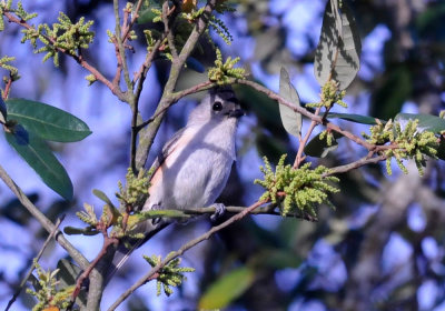 314cooks_041blackcrestedtitmouse.jpg