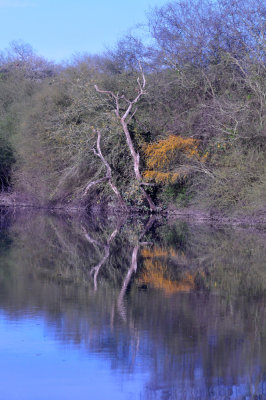 314cooks_074magictree.jpg