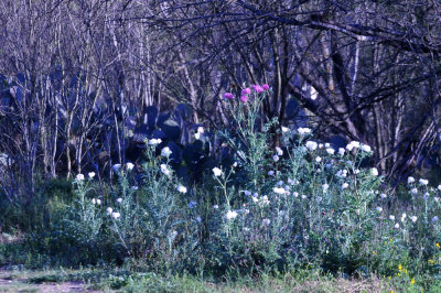 314cooks_093poppys.jpg