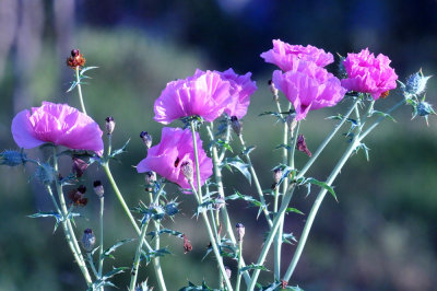 314cooks_095pinkpoppys.jpg