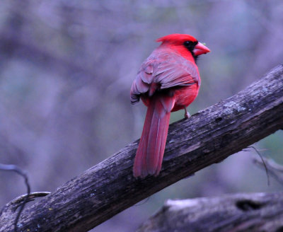 315neals_083ncardinal.jpg