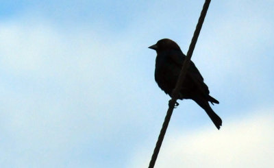 316cooks_006bronzedcowbird.jpg