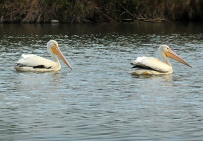316cooks_009whitepelicans.jpg