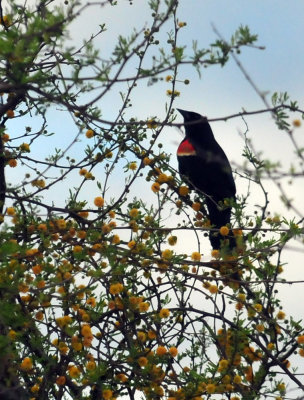 316cooks_019redwingblackbird.jpg
