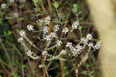 316cooks_031whitebush.jpg