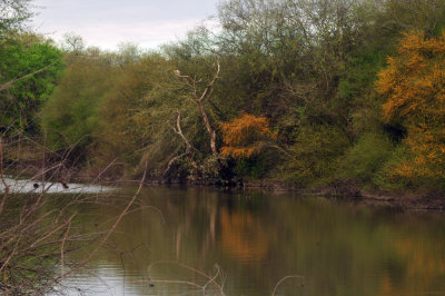 316cooks_047magictree.jpg