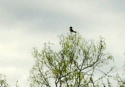 316cooks_050easternphoebe.jpg
