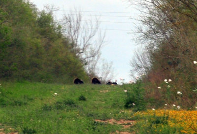 316cooks_051wildturkeys.jpg