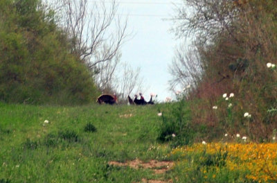 316cooks_052wildturkeys.jpg