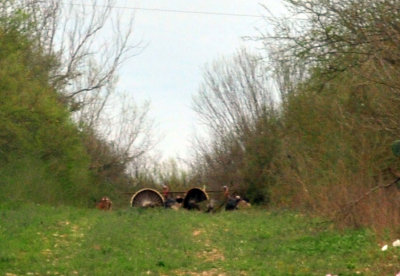 316cooks_055wildturkeys.jpg