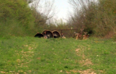 316cooks_057deerwildturkeys.jpg