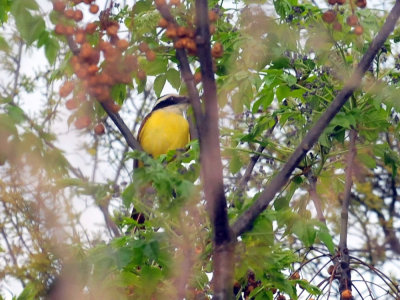 317cooks_017greatkiskadee.jpg