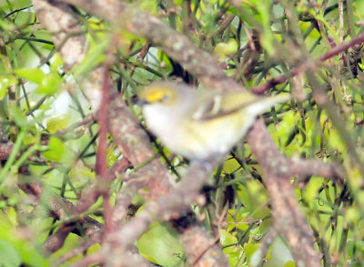 317cooks_018whiteeyedvireo.jpg