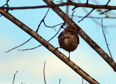 318cooks_007warbler.jpg