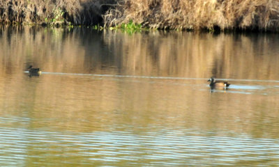 318cooks_026bluewingedteal.jpg