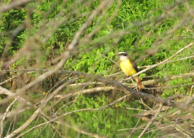 318cooks_053greatkiskadee.jpg