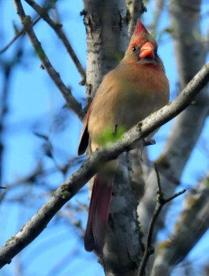 318cooks_063cardinal.jpg