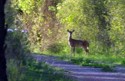 318cooks_078deer.jpg