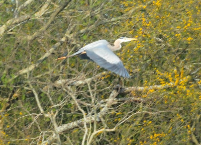 318cooks_118greatblue.jpg