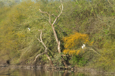 318cooks_139magictree.jpg
