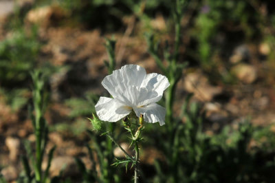 318cooks_141whitepricklypoppy.jpg
