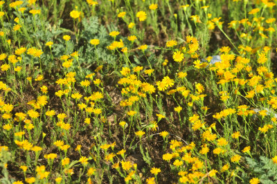 318cooks_145yellows.jpg