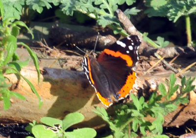 318cooks_160redadmiral.jpg