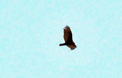 318cooks_162turkeyvulture.jpg