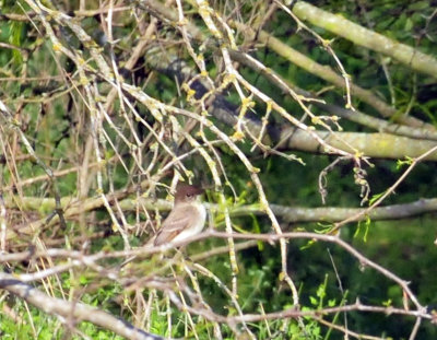 318cooks_186easternphoebe.jpg