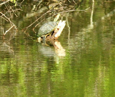 318cooks_180redearedslider.jpg