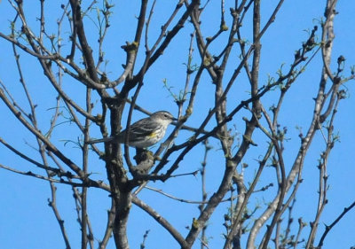 318cooks_181yellowrumped.jpg