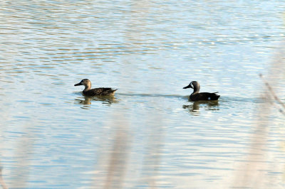 318cooks_202bluewingedteal.jpg