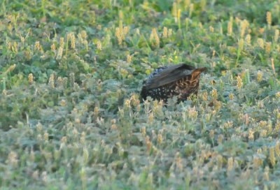319neals_012starling.jpg