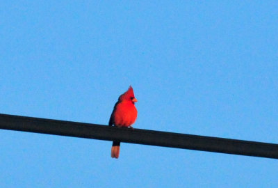 319neals_033cardinal.jpg