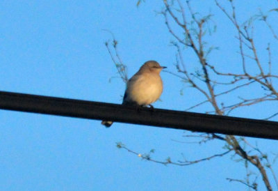 319neals_035mockingbird.jpg